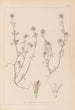 Herbier de la flore française Pl0332 - Louis Antoine Cusin — widok dzieła