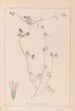 Herbier de la flore française Pl0333 - Louis Antoine Cusin — widok dzieła