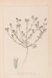 Herbarium francuskiej flory Pl0334 - Louis Antoine Cusin — widok dzieła