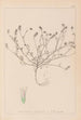 Herbarium francuskiej flory Pl0335 - Louis Antoine Cusin — widok dzieła