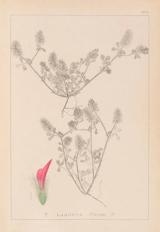Louis Antoine Cusin - Herbier de la flore franaise Pl0336.webp