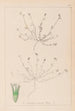 Herbier de la flore française Pl0337 - Louis Antoine Cusin — widok dzieła