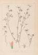 Herbier de la flore française Pl0338 - Louis Antoine Cusin — widok dzieła