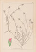 Herbier de la flore française Pl0339 - Louis Antoine Cusin — widok dzieła