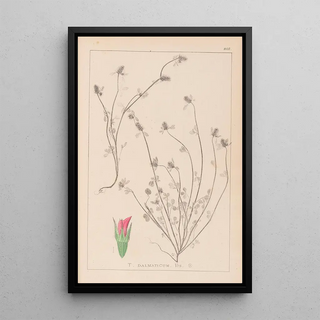 Louis Antoine Cusin - Herbier de la flore franaise Pl0339.webp