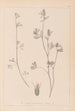 Herbier de la flore française Pl0340 - Louis Antoine Cusin — widok dzieła