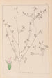 Herbier de la flore française Pl0341 - Louis Antoine Cusin — widok dzieła