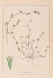 Herbier de la flore française Pl0342 - Louis Antoine Cusin — widok dzieła