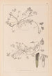 Herbier de la flore française Pl0343 - Louis Antoine Cusin — widok dzieła