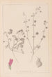 Herbier de la flore française Pl0345 - Louis Antoine Cusin — widok dzieła