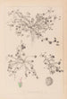 Herbier de la flore française Pl0346 - Louis Antoine Cusin — widok dzieła