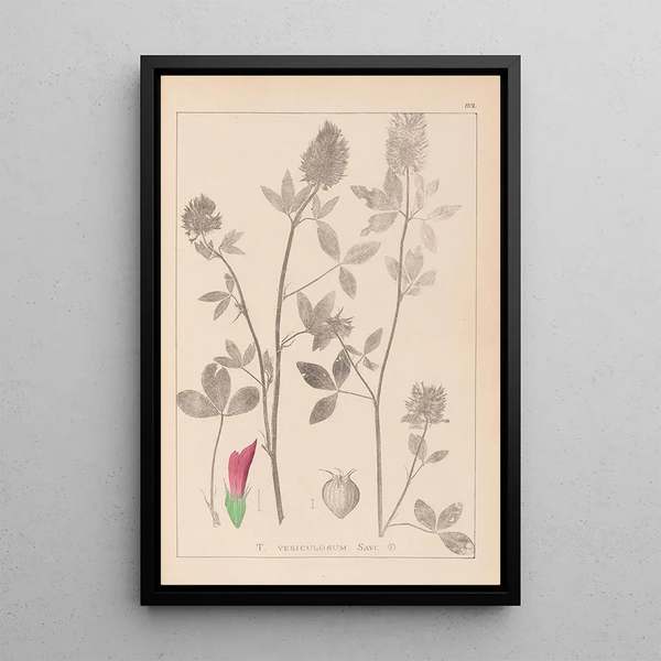 Louis Antoine Cusin - Herbier de la flore franaise Pl0347.webp
