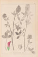 Herbier de la flore française Pl0347 - Louis Antoine Cusin — widok dzieła
