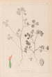 Herbier de la flore française Pl0348 - Louis Antoine Cusin — widok dzieła