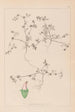 Herbier de la flore française Pl0349 - Louis Antoine Cusin — widok dzieła