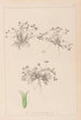 Herbier de la flore française Pl0350 - Louis Antoine Cusin — widok dzieła
