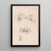 Herbier de la flore française Pl0350 - Louis Antoine Cusin — oprawiony obraz na ścianie