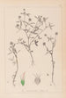 Herbier de la flore française Pl0351 - Louis Antoine Cusin — widok dzieła