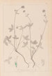 Herbier de la flore française Pl0352 - Louis Antoine Cusin — widok dzieła