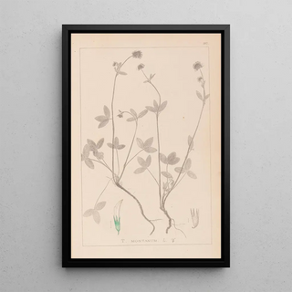 Louis Antoine Cusin - Herbier de la flore franaise Pl0352.webp