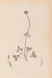 Herbier de la flore française Pl0353 - Louis Antoine Cusin — widok dzieła