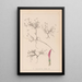 Herbier de la flore française Pl0354 - Louis Antoine Cusin — oprawiony obraz na ścianie