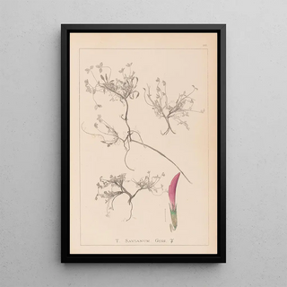 Louis Antoine Cusin - Herbier de la flore franaise Pl0354.webp