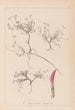 Herbier de la flore française Pl0354 - Louis Antoine Cusin — widok dzieła