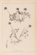 Herbier de la flore française Pl0356 - Louis Antoine Cusin — widok dzieła