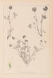 Herbier de la flore française Pl0357 - Louis Antoine Cusin — widok dzieła