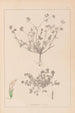 Herbier de la flore française Pl0359 - Louis Antoine Cusin — widok dzieła