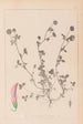 Herbier de la flore française Pl0360 - Louis Antoine Cusin — widok dzieła