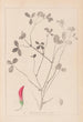 Herbier de la flore française Pl0361 - Louis Antoine Cusin — widok dzieła