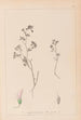 Herbier de la flore française Pl0362 - Louis Antoine Cusin — widok dzieła