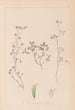 Herbier de la flore française Pl0363 - Louis Antoine Cusin — widok dzieła