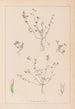 Herbier de la flore française Pl0364 - Louis Antoine Cusin — widok dzieła