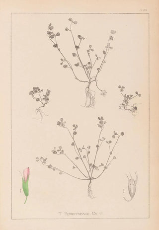 Louis Antoine Cusin - Herbier de la flore franaise Pl0364.webp
