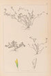 Herbier de la flore française Pl0365 - Louis Antoine Cusin — widok dzieła