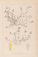 Herbier de la flore française Pl0366 - Louis Antoine Cusin — widok dzieła