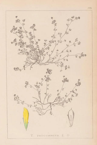 Louis Antoine Cusin - Herbier de la flore franaise Pl0366.webp