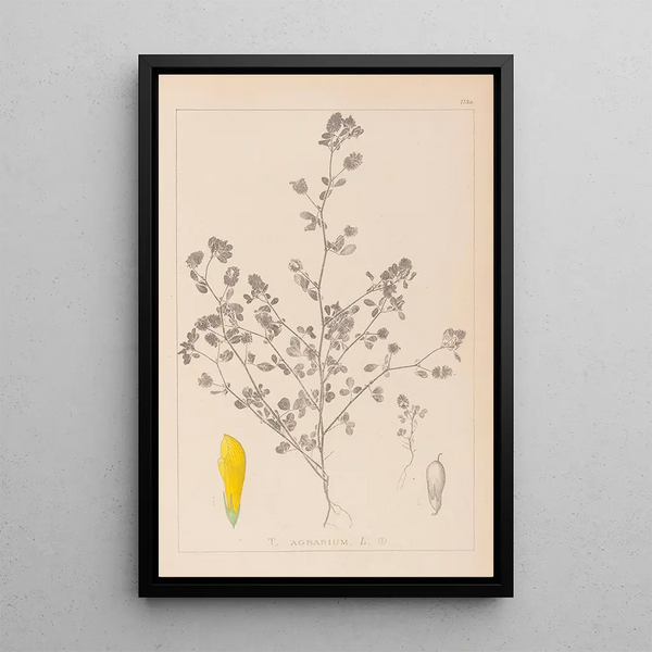 Louis Antoine Cusin - Herbier de la flore franaise Pl0368.webp