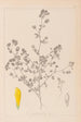 Herbier de la flore française Pl0368 - Louis Antoine Cusin — widok dzieła