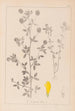 Herbier de la flore française Pl0370 - Louis Antoine Cusin — widok dzieła