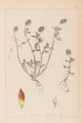 Herbier de la flore française Pl0371 - Louis Antoine Cusin — widok dzieła