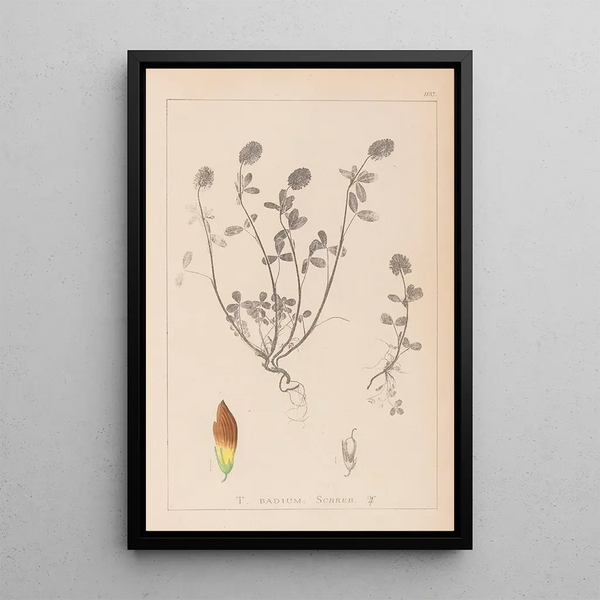 Louis Antoine Cusin - Herbier de la flore franaise Pl0371.webp