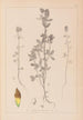 Herbier de la flore française Pl0372 - Louis Antoine Cusin — widok dzieła