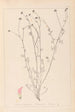 Herbier de la flore française Pl0373 - Louis Antoine Cusin — widok dzieła
