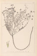 Herbier de la flore française Pl0374 - Louis Antoine Cusin — widok dzieła