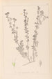 Herbier de la flore française Pl0375 - Louis Antoine Cusin — widok dzieła