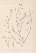 Herbier de la flore française Pl0376 - Louis Antoine Cusin — widok dzieła